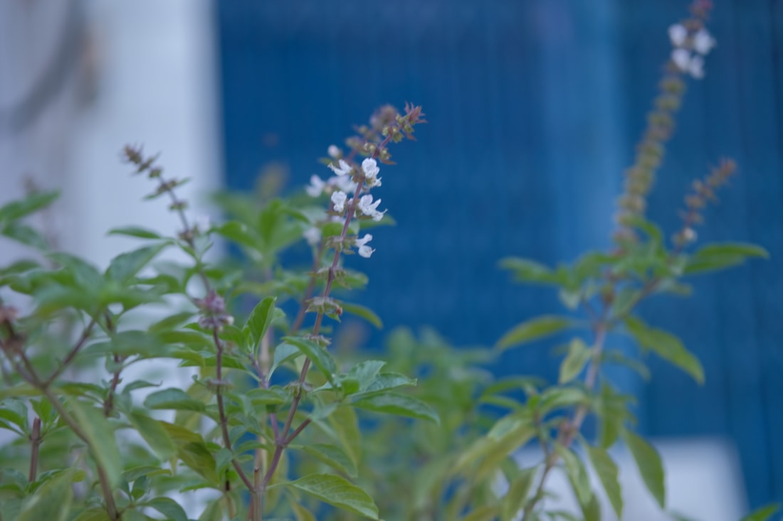 Close-up of fresh aromatic herbs — the fragrant greens that transform each spoonful
