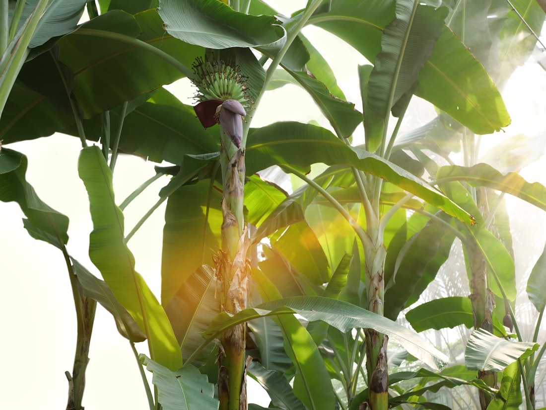 Banana blossom, shredded and ready to add its signature crunch and floral bitterness