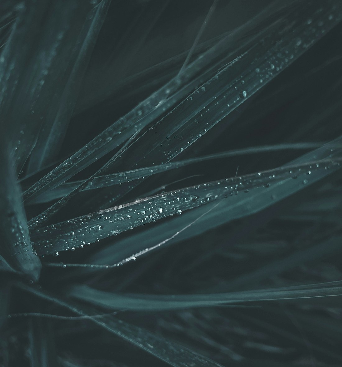 Fresh lemongrass — even in a quick version, this aromatic is non-negotiable